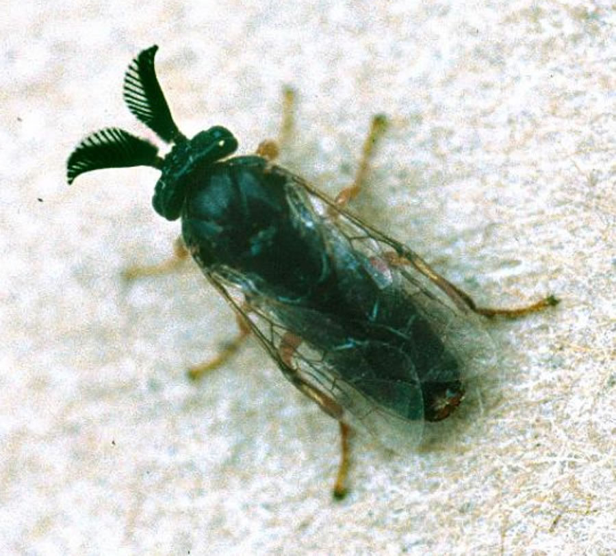 pine sawfly