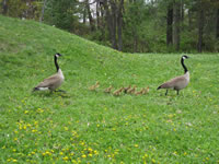 geese2