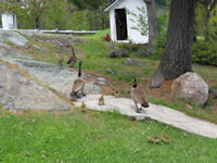 geese5