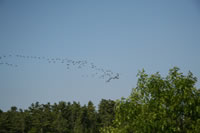 geese_northbound