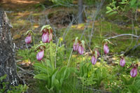 lady_slippers