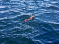 swimming_mink1