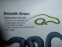 smooth_green_snake4