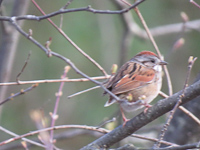 Swamp_Sparrow