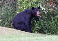 Bear1