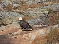 Eagle1