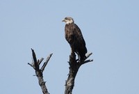 Eagle3