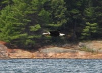 Eagle4